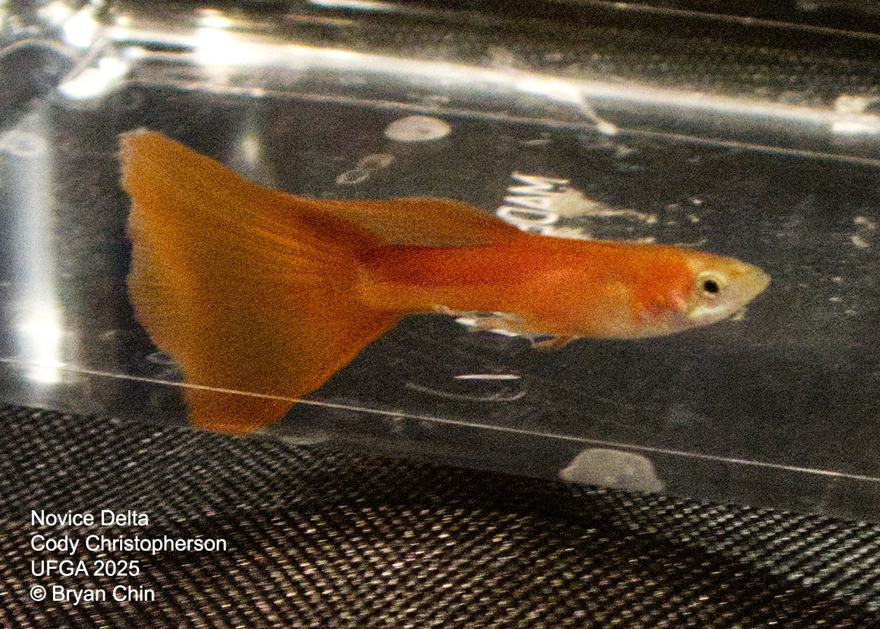 Guppy Novice